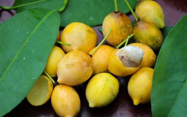 Brezilya 'ya özgü bir Clusiaceae ailesi olan Bacupari de Bolivya ve Peru' da yaşar.