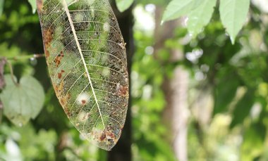 Ormanda çürüyen ağaç yaprağı