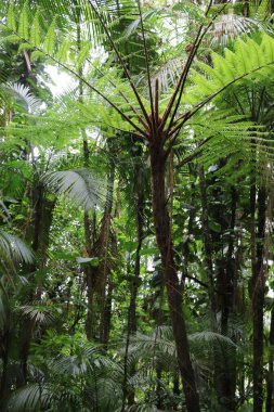 Brezilya Atlantik ormanından dev eğreltiotları