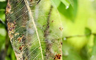 Ormanda çürüyen ağaç yaprağı