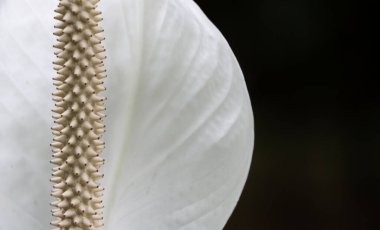 Barış zambağı olarak bilinen Spatthiphyllum wallisii, Araceae 'den bir bitki, genel olarak dekorasyonda kullanılır..