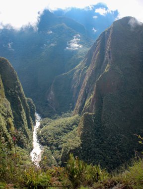 Dalın üzerinde yeşil kahve ve yağmur damlaları