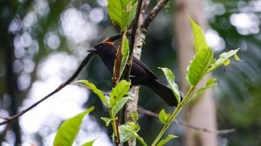 Siyah kravat, Brezilya Atlantik Ormanı 'nın kuşu.