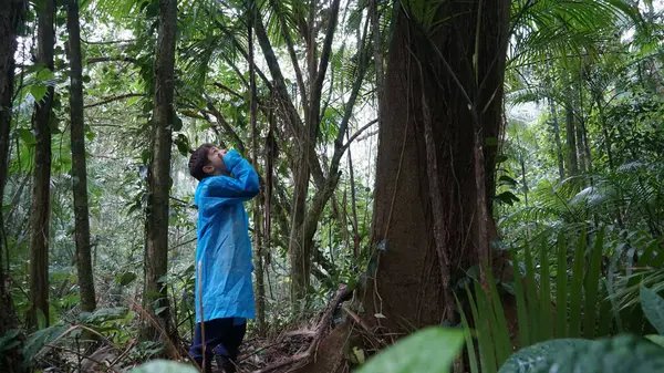 Ormanda, mavi pelerinli bir çocuk yağmur ormanında büyük bir ağacı gözlemler..