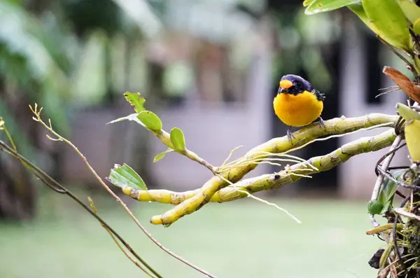 Gerçek Gaturamo, Brezilya Atlantik Ormanı 'ndan gelen kuş.