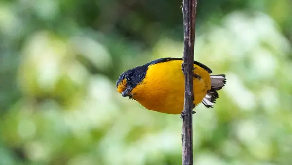 Gerçek Gaturamo, Brezilya Atlantik Ormanı 'ndan gelen kuş.