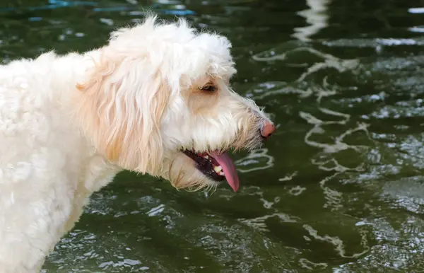 Beyaz köpek dışarıda, dili dışarıda.