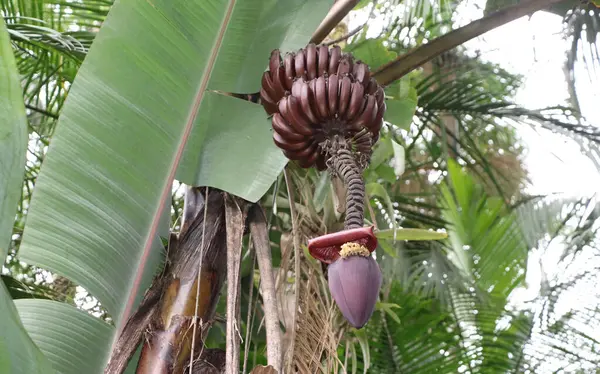 Ağaçta muz demeti, mor muz ya da So Tom muz