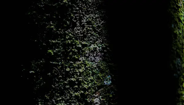 Ormanın karanlığında bir ağaç gövdesinin ayrıntılarıyla dolu bir arka plan.