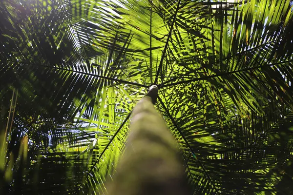 Juara ya da Iara palmiyesi üreten palmiye ağacı, Jiara, juara palmiyesi, tatlı palmiye, palmiteiro ve ripeira olarak da bilinir, Brezilya Atlantik Ormanı 'na özgü palmiye ağacı.