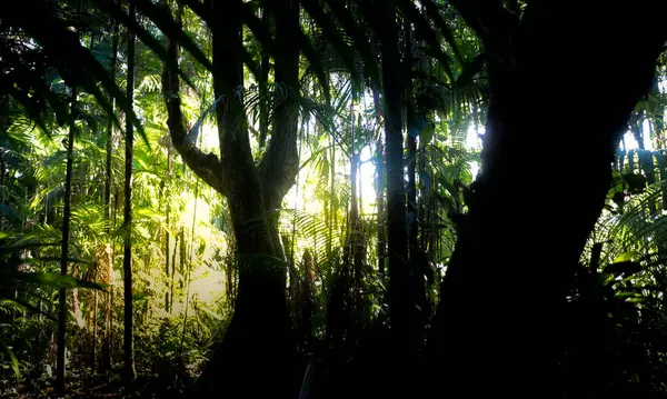 Shadow and light in the tropical rainforest