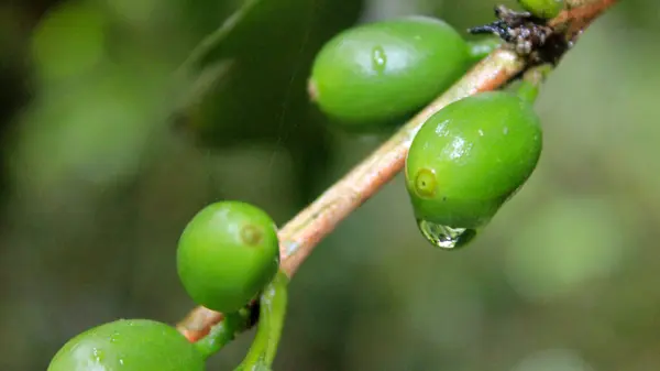 Green coffee on the branch with rain drops