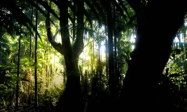 Shadow Light Tropical Rainforest — Stock Photo, Image