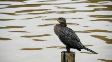Bigu, karabatak, karabatak, su ördeği, karabatak ve miyav olarak da bilinen kuş, Phalacrocoracidae familyasından bir su kuşudur..