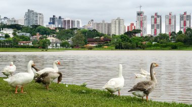 Barigui Park, municipal public park in the city of Curitiba, capital of the state of Paran, Brazil clipart