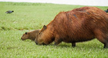 Parque Barigui 'deki Capybaras, Brezilya' nın Paran eyaletindeki Curitiba şehrindeki halk parkı.