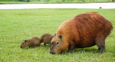 Capybaras in Parque Barigui, public park in the city of Curitiba, state of Paran, Brazil clipart