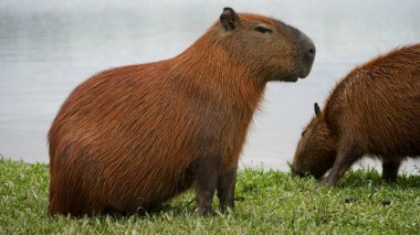 Capybara or capincho is a species of rodent mammal in the family Caviidae and subfamily Hydrochoerinae. clipart