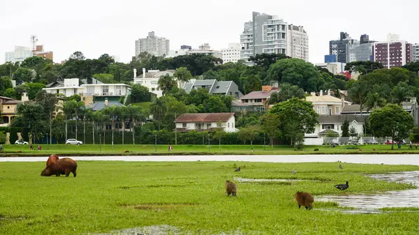 Parque Barigui 'deki Capybaras, Brezilya' nın Paran eyaletindeki Curitiba şehrindeki halk parkı.