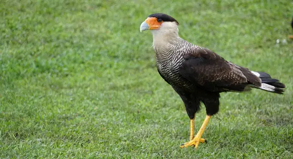Carcar, Şahingiller (Falconiformes) familyasından yırtıcı bir kuş türü. Orta ve Güney Amerika 'da yaşar..