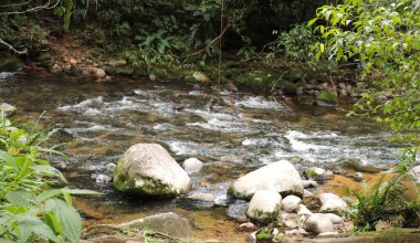 Atlantik orman nehri, akıntılar, çakıl taşları ve orman