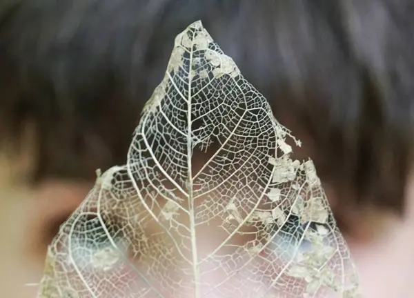 Çürüyen dantel şeklindeki ağaç yaprağının arkasında bir çocuğun gözleri.