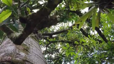 Guapuruvu, aşağıdan görünüyor. Atlantik Ormanı 'na özgü bir ağaç 30 metre yüksekliğe ulaşabilir..