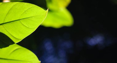 yeşil yapraklar, bitkiler ve yapraklar