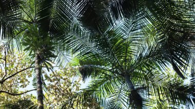 Jussara palmiyeleri, aşağıdan bakıldığında, palmiye ağaçları, palmiye kalpleri ve aa, Brezilya Atlantik Ormanı