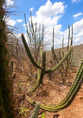 Caatinga, sıcak ve kuru iklimle karakterize edilen yarı kurak kuzeydoğuya özgü bir Brezilya biyomu..