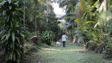 Bir çocuk köpeğiyle birlikte doğal, yeşil bir yolda yürüyor.