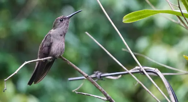 Gri sinekkuşu, Atlantik Ormanı 'nın kuşu