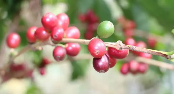 Kahve ağacının dalında olgun kahve meyveleri.