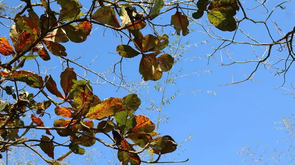 Güzel sonbahar yaprakları, bitkiler ve yapraklar.
