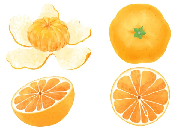 Mandarin Πορτοκαλί Ακουαρέλα Εικονογράφηση Σετ — Φωτογραφία Αρχείου