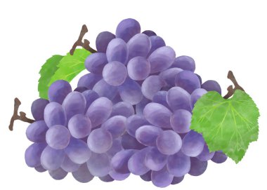 Suluboya ile ifade edilen üzümlerin çizimi