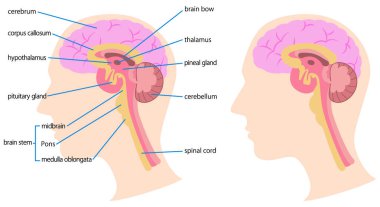 Illustration of the structure of the brain