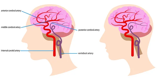 Illustration Blood Vessels Brain — Διανυσματικό Αρχείο