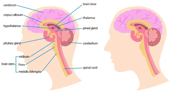 Illustration Structure Brain — Διανυσματικό Αρχείο