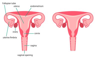 Illustration depicting the structure of the uterus