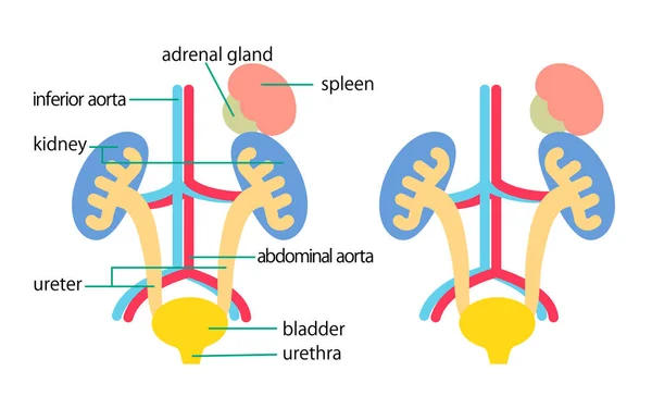 Structural Diagram Kidney Bladder — Διανυσματικό Αρχείο