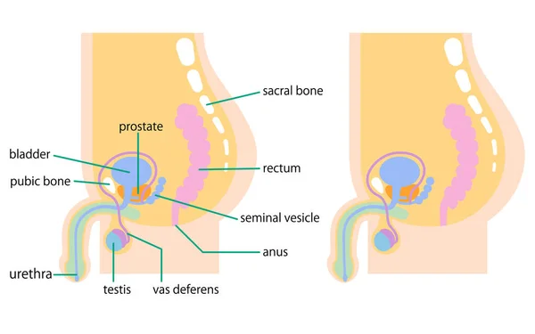 Illustration Depicting Internal Organs Male Lower Abdomen Side — Διανυσματικό Αρχείο