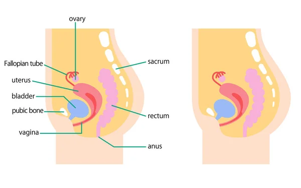 Illustration Depicting Internal Organs Woman Lower Abdomen Side — Διανυσματικό Αρχείο