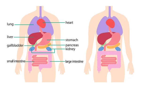 Structure Internal Organs Thorax Abdomen — Διανυσματικό Αρχείο