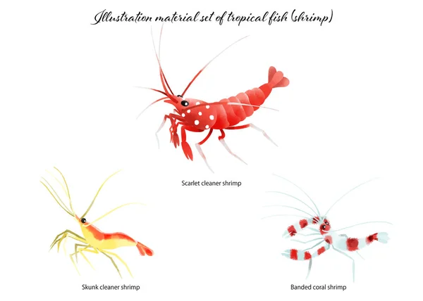Набір Ілюстраційних Матеріалів Тропічної Риби Креветки — стокове фото