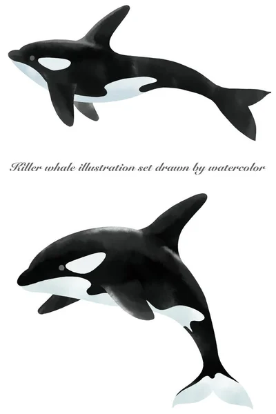 Illustration Set Killer Whale Painted Watercolor — Stock Photo, Image