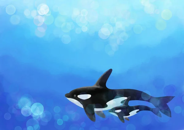 Killer Whale Parent Child Swimming Sea — Stock Photo, Image