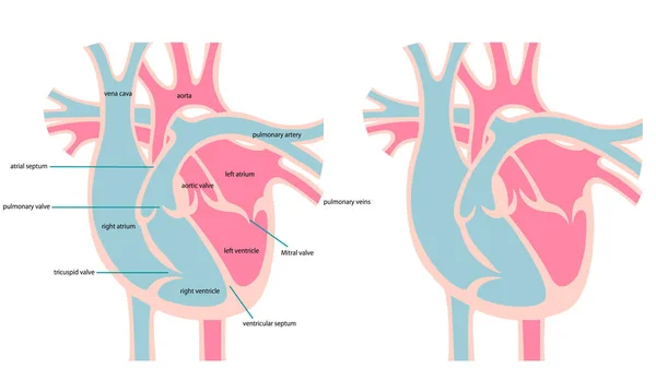 Sección Transversal Del Corazón — Archivo Imágenes Vectoriales