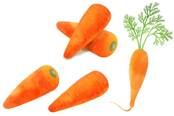 Watercolor Illustration Set Carrots — Stock Photo, Image
