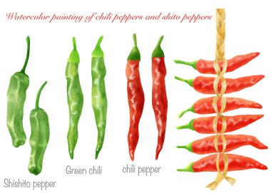 Shishito biberleri ve kırmızı biberlerin suluboya çizimi